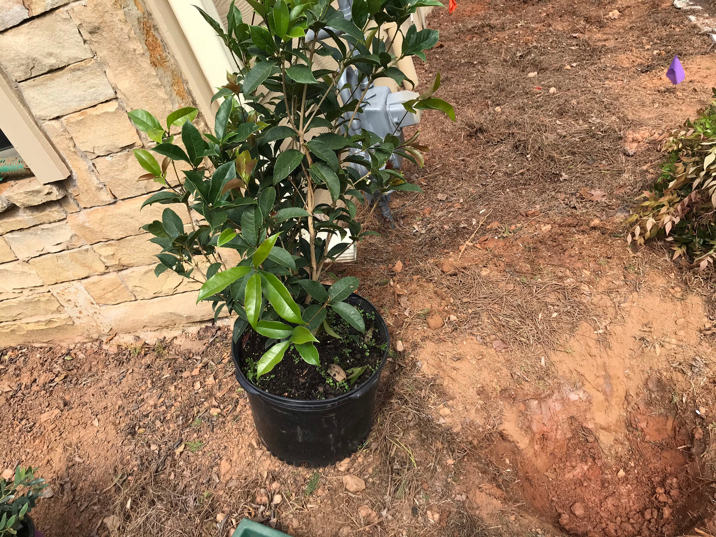 Fragrant Tea Olive Tree 7GAL Installation/Plantings