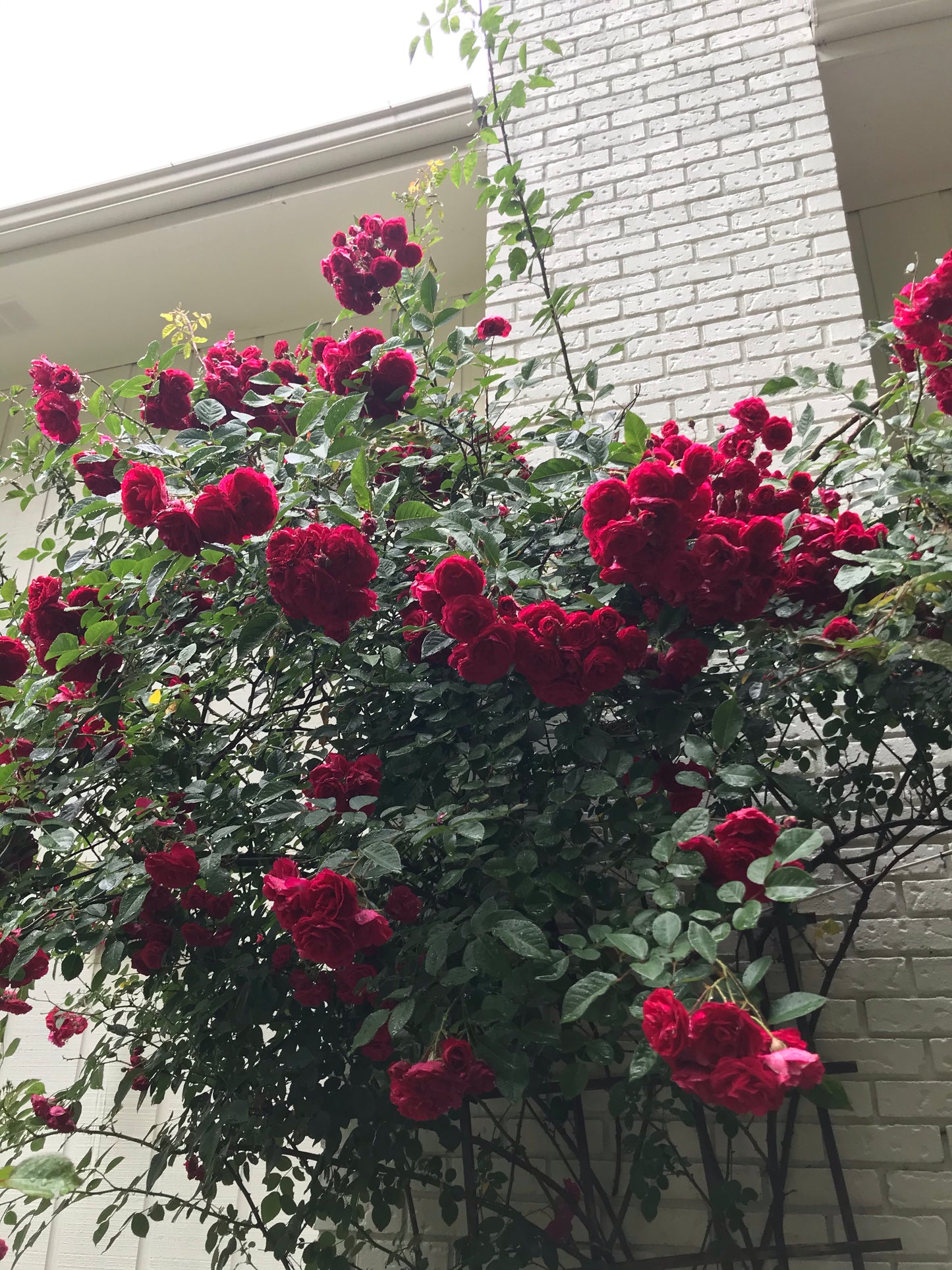 Climbing Roses Dark Red 3 Gallon  Installation/Plantings