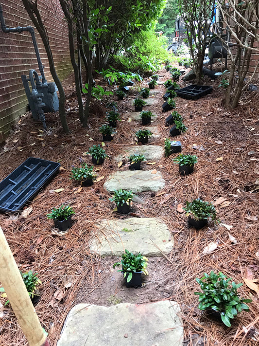 Ajuga - Chocolate Chip by Flats Installation
