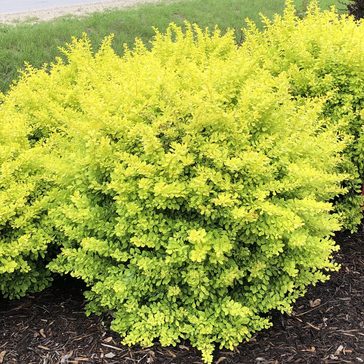 Barberry Shrub 3 Gallon Installation/Plantings