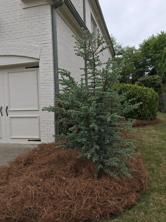 30GAL WEEPING BLUE CEDAR  Installation/Tree