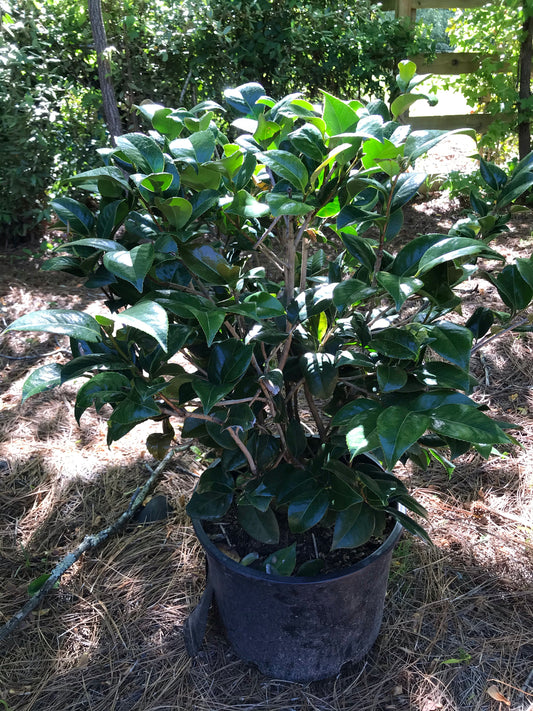 KRAMERS SUPREME CAMELLIA 7 Gallon Installation/Plantings