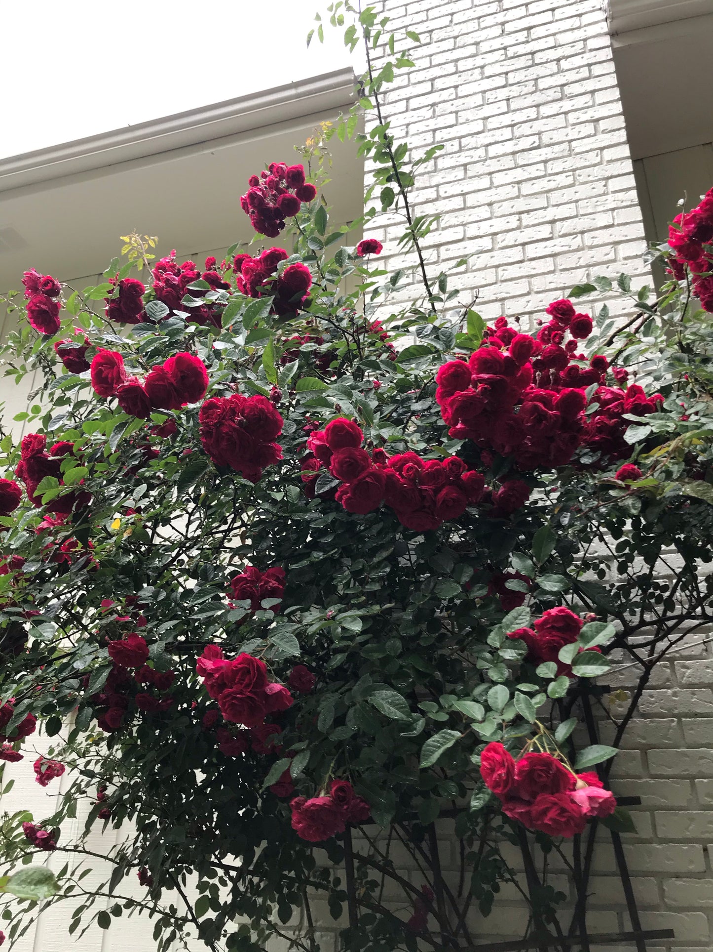 Climbing Roses Dark Red 3 Gallon  Installation/Plantings