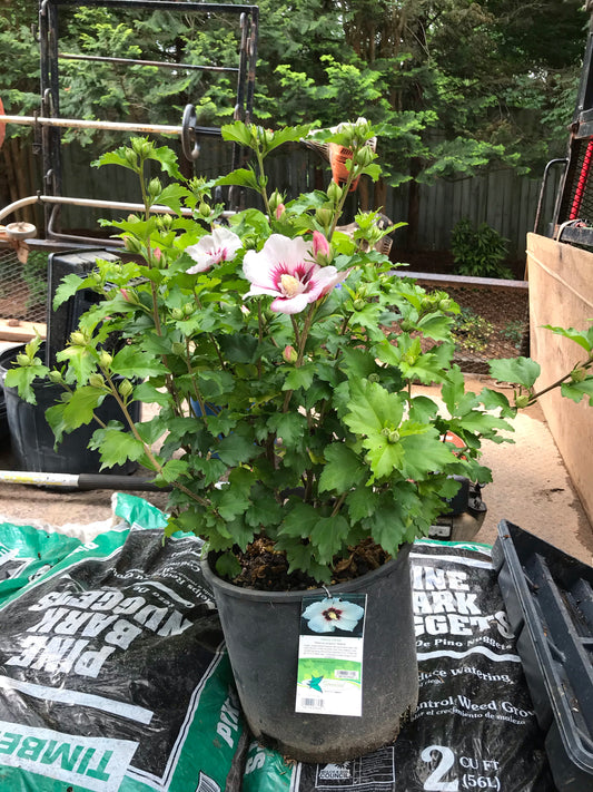 Helene Althea 2 to 7 Gallon  Installation/Plantings