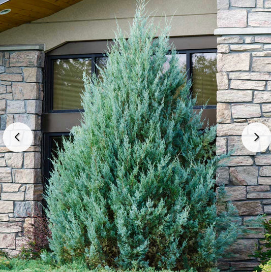 BLUE JUNIPER 30 Gallon Installation/Tree