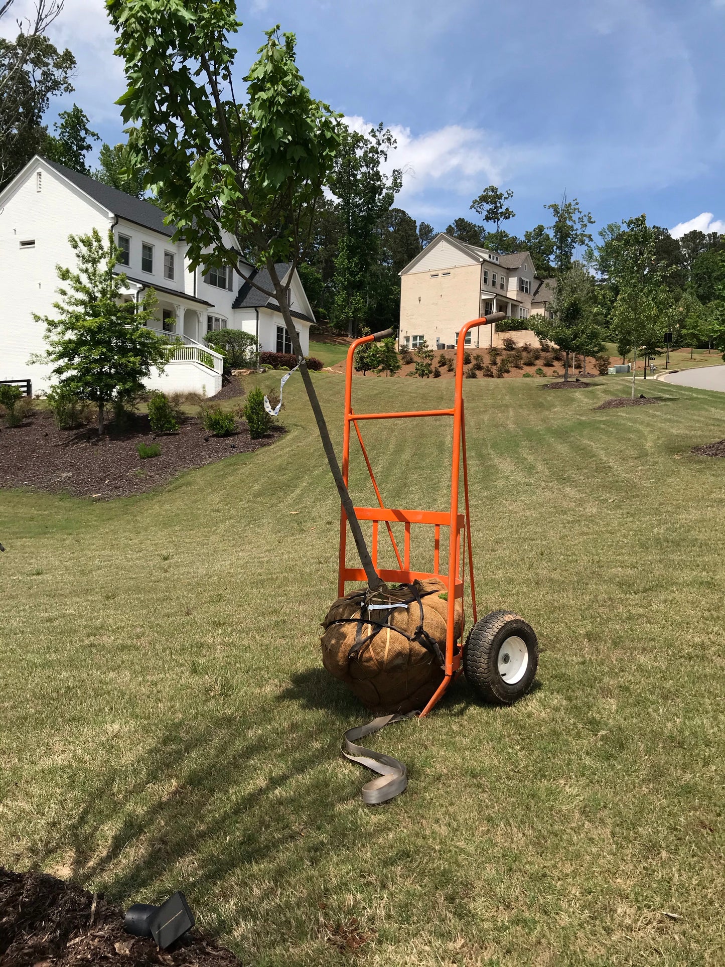 Glory Red Maple 2 inch Installation/Tree