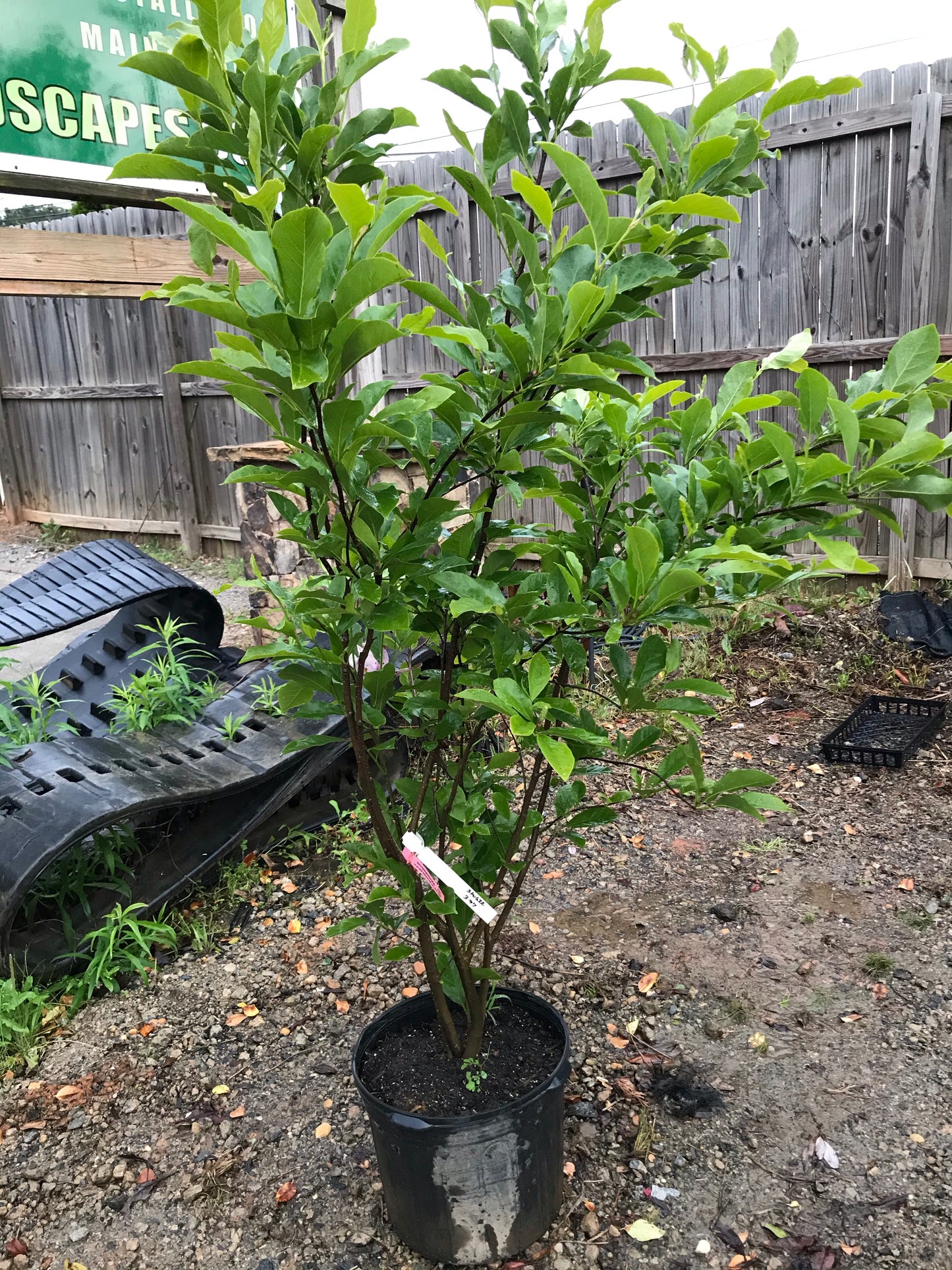 Ann Japanese Magnolia 7 Gallon  Installation/Tree