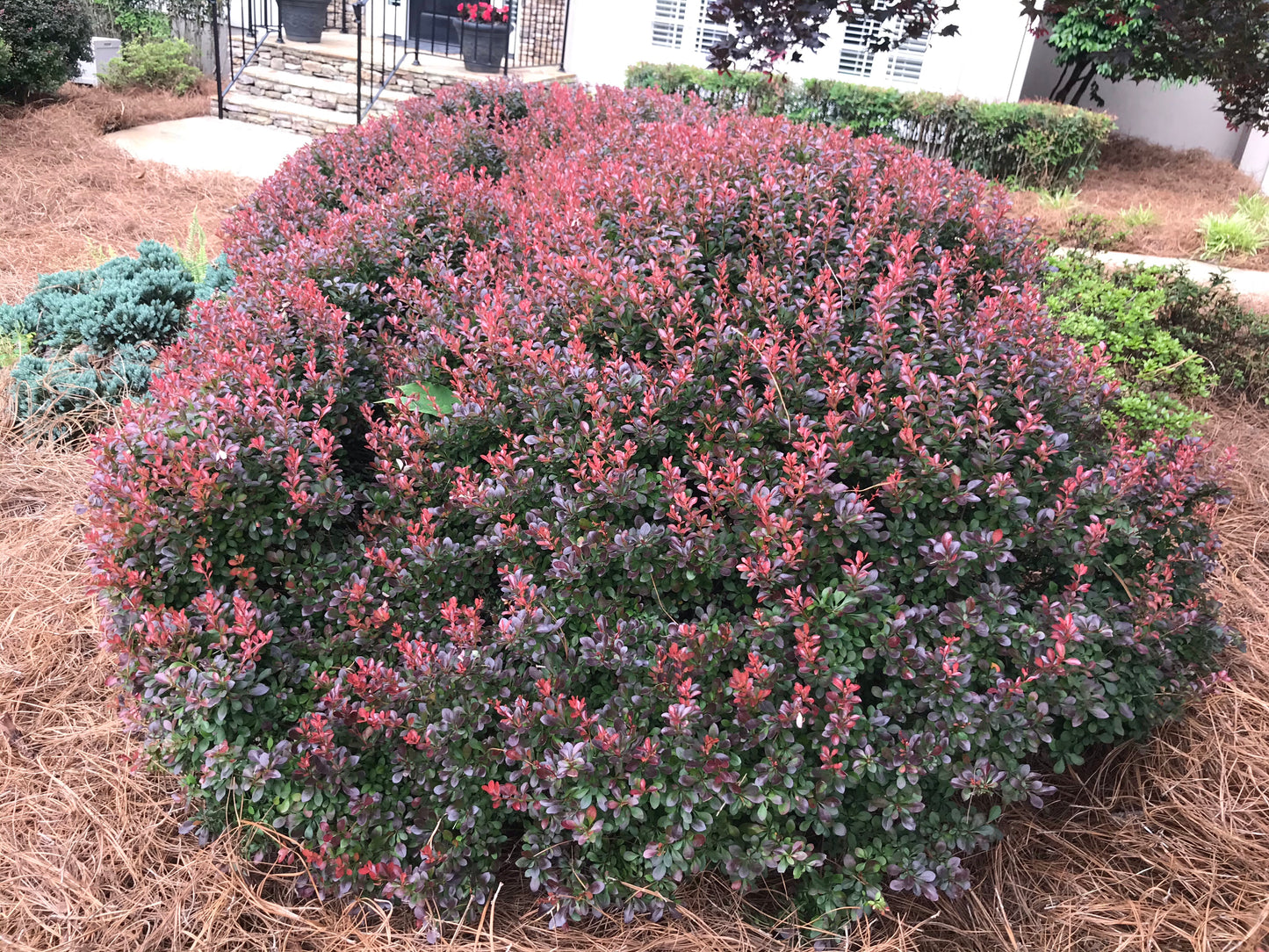 Barberry Shrub 3 Gallon Installation/Plantings