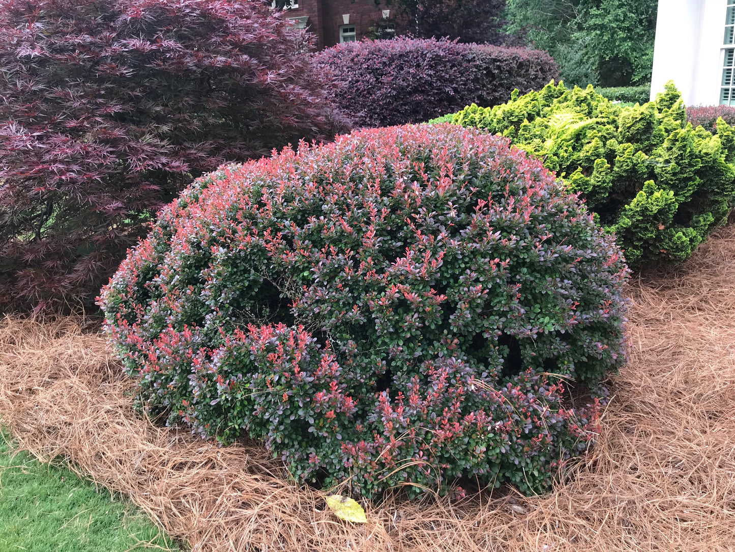 Barberry Shrub 3 Gallon Installation/Plantings