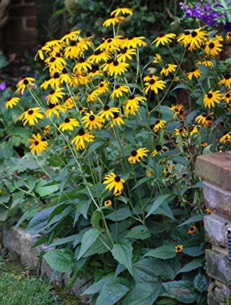 Black Susan Flower 1 to 3 Gallon Installation/Plantings