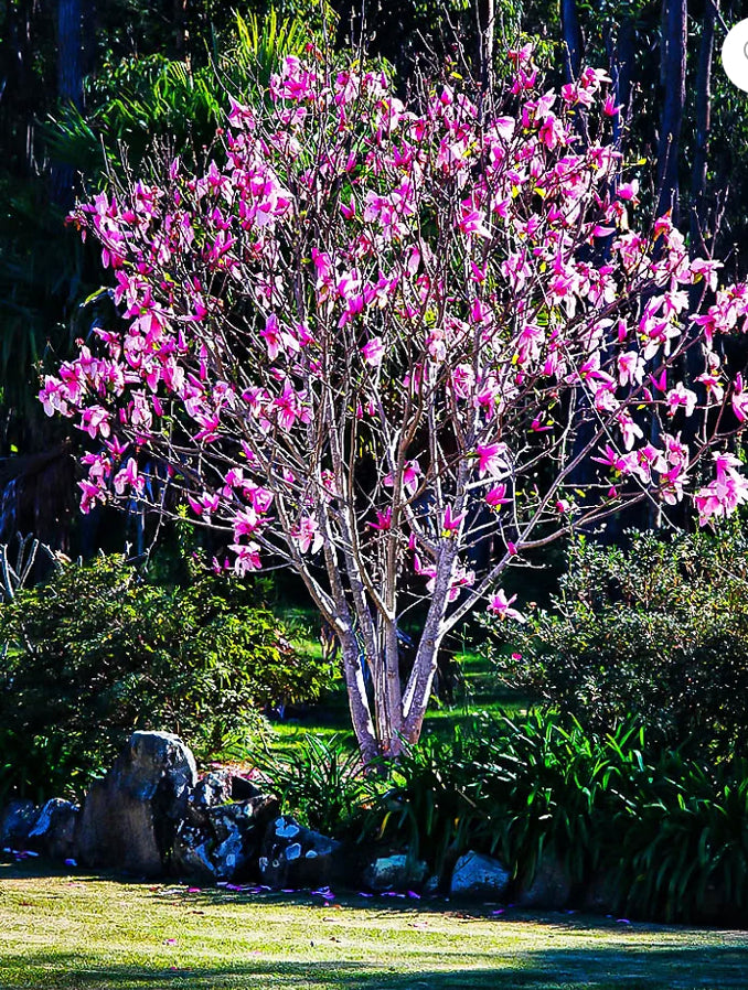 Ann Japanese Magnolia 7 Gallon  Installation/Tree