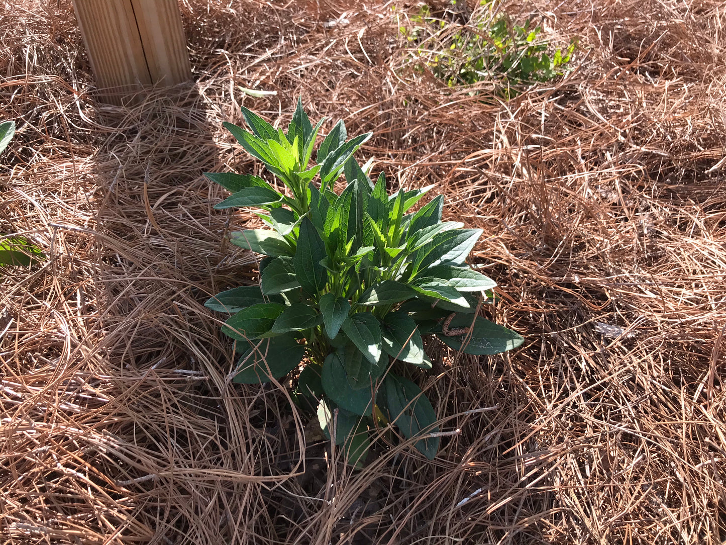 Black Susan Flower 1 to 3 Gallon Installation/Plantings