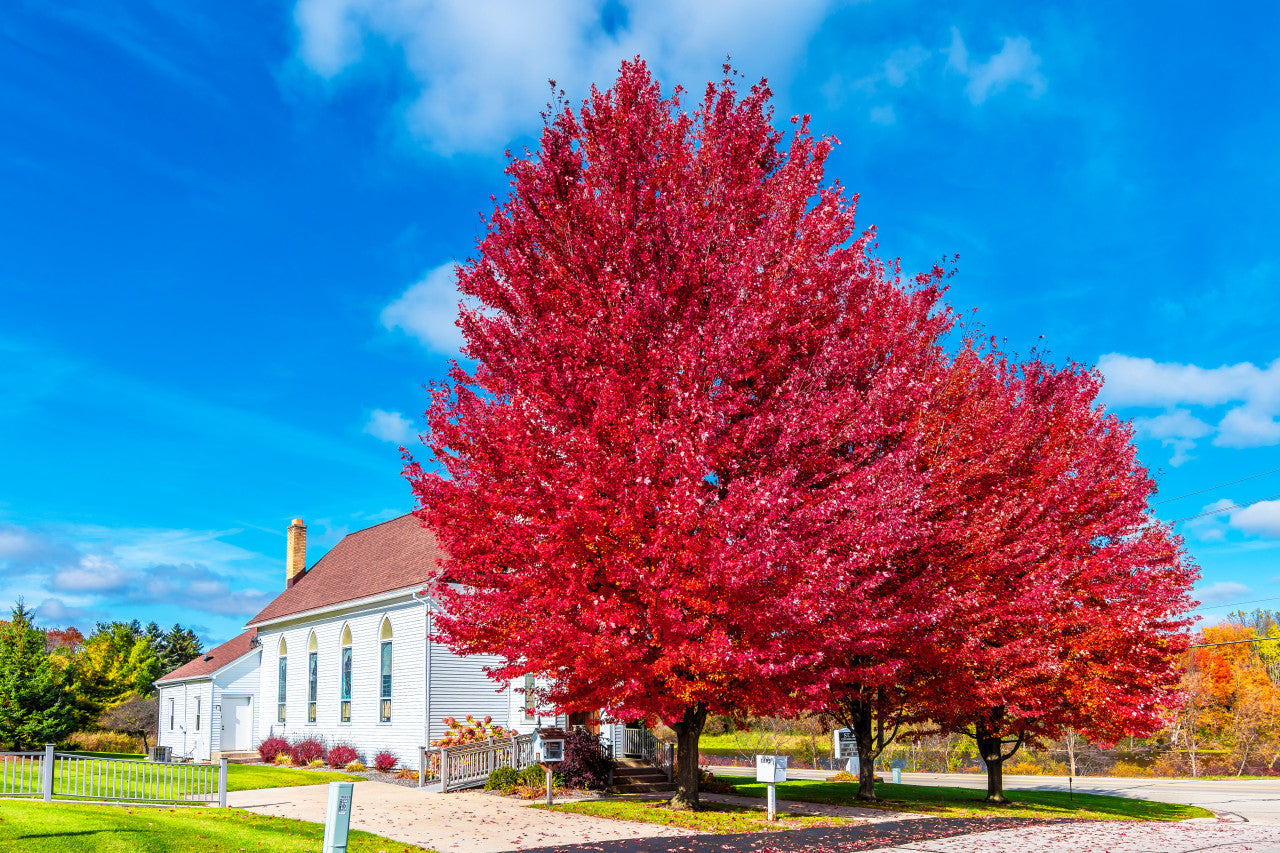 Glory Red Maple 2 inch Installation/Tree