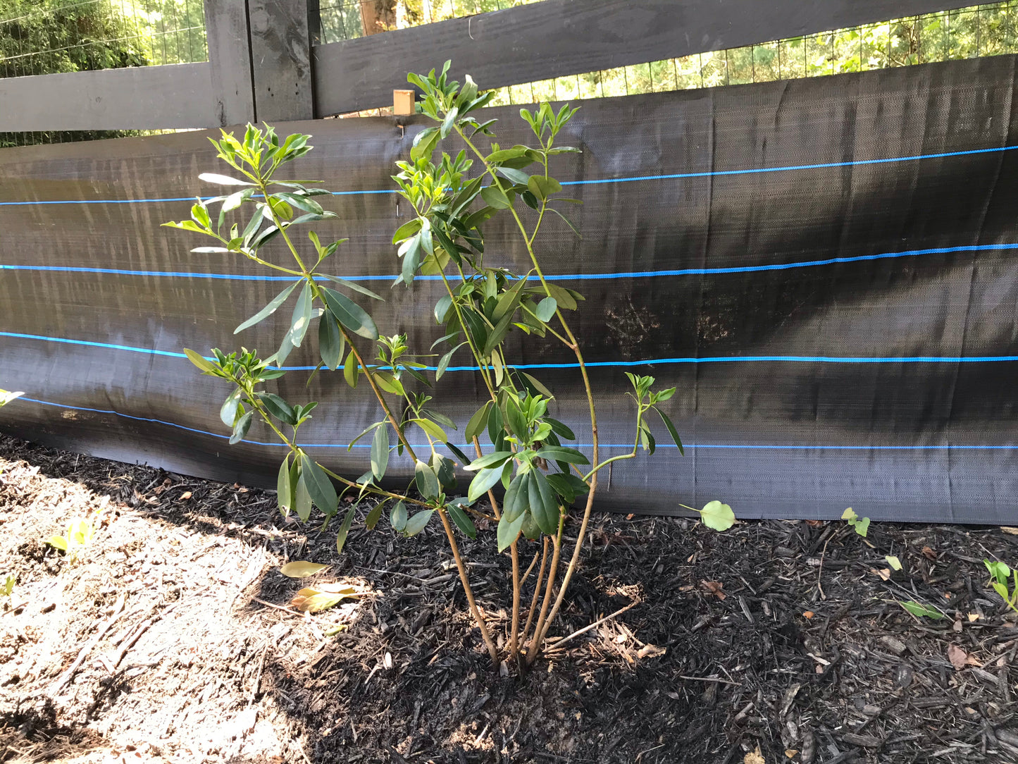 Yellow Anise 3 Gallon Installation/Plantings