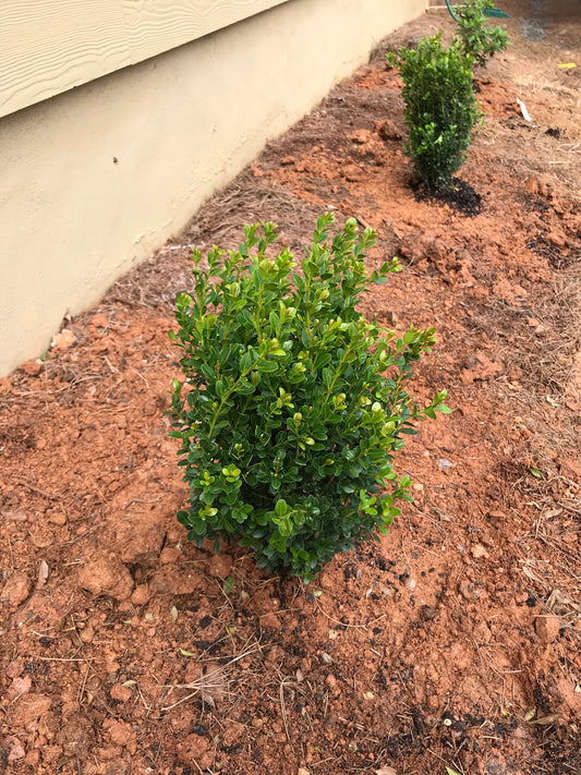 Baby Gem Boxwood 3 Gallon Installation/Plantings