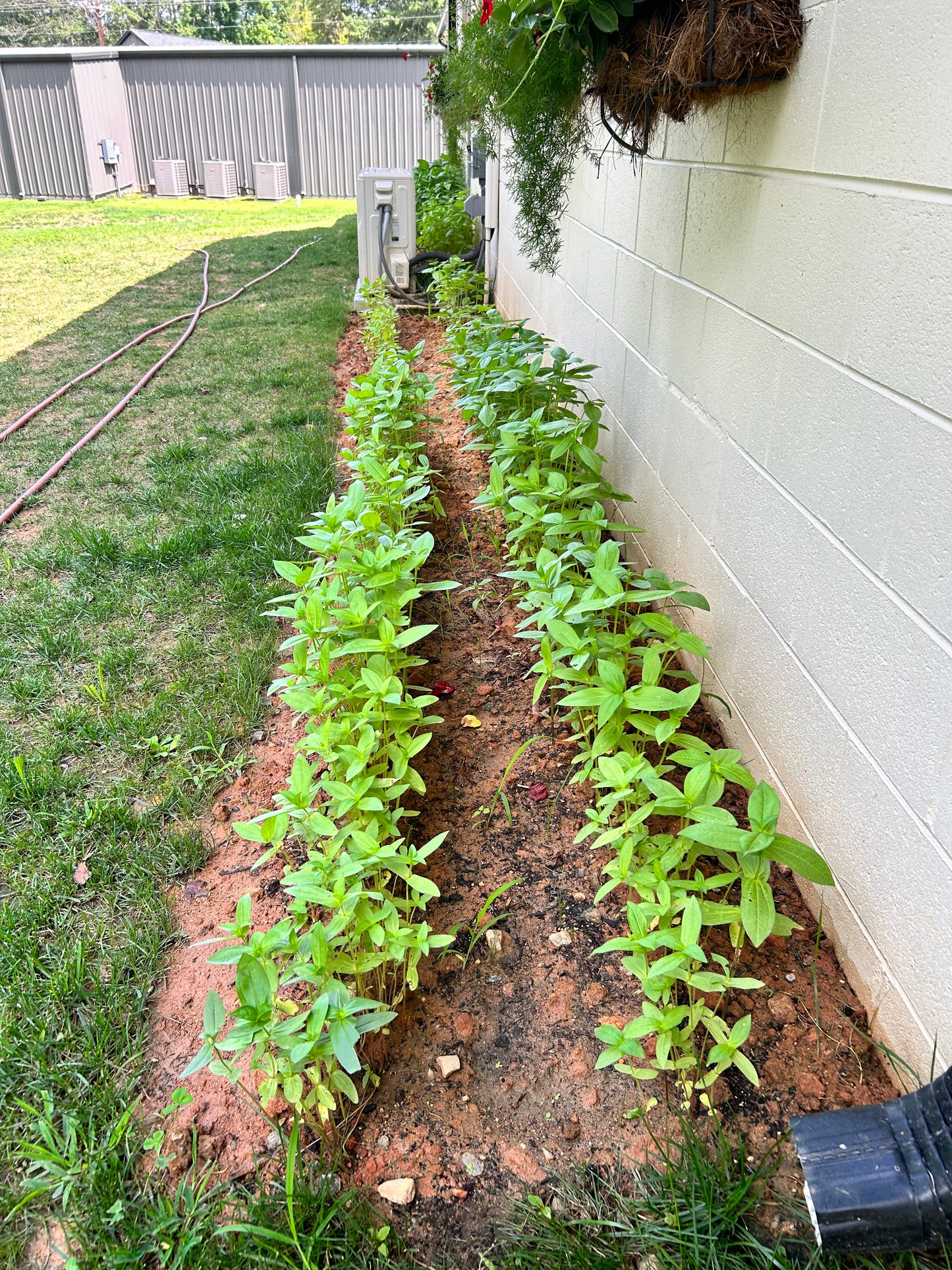 Zinnia Seeds /Extended Flower Production/Victory Garden/NatureZ edge