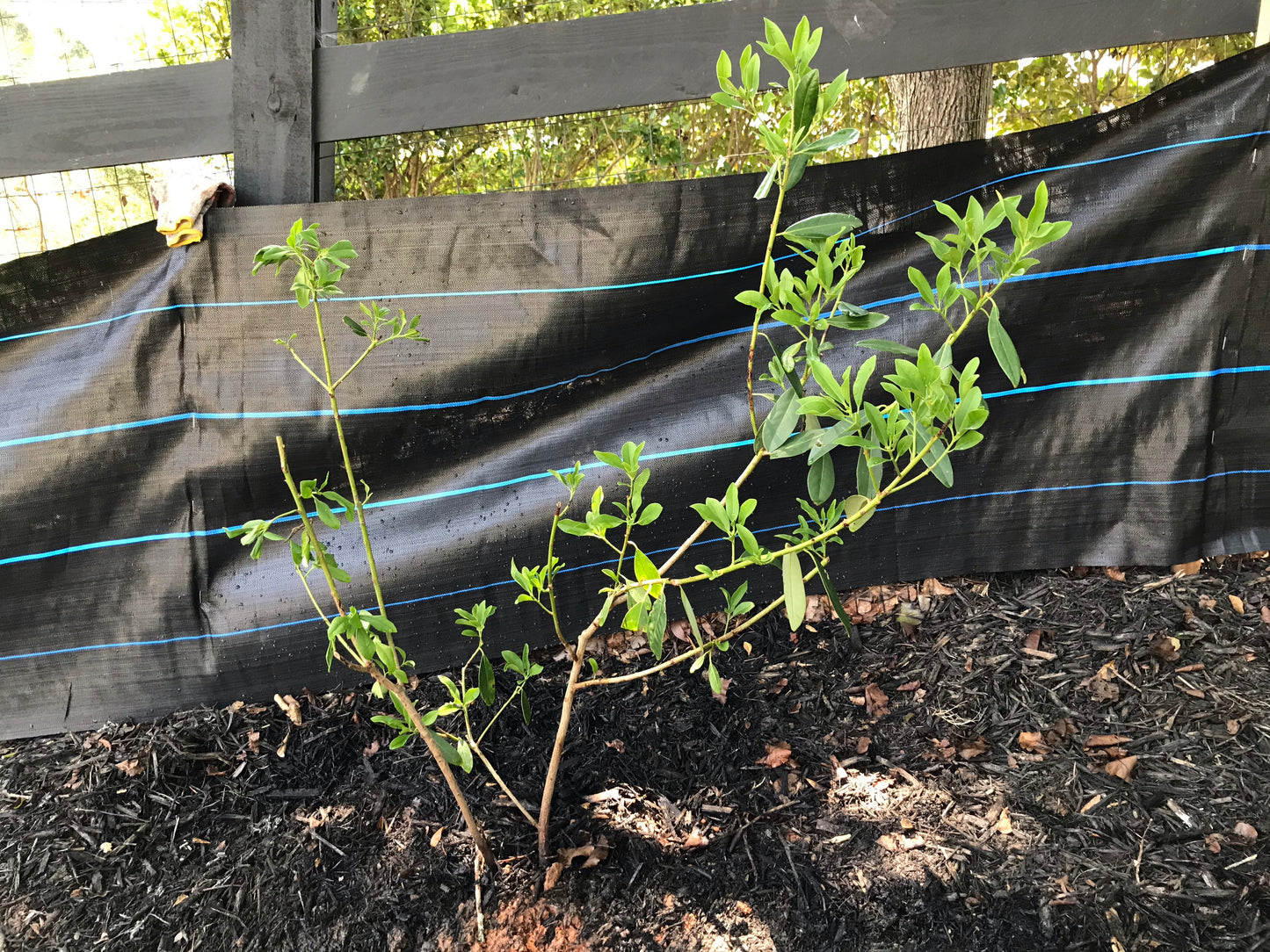 Yellow Anise 3 Gallon Installation/Plantings