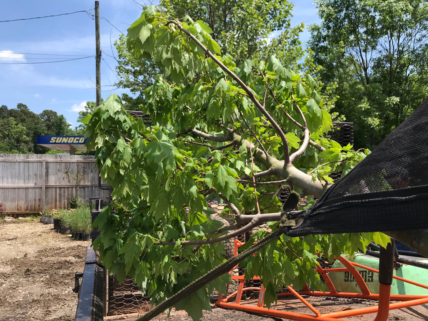 Glory Red Maple 2 inch Installation/Tree