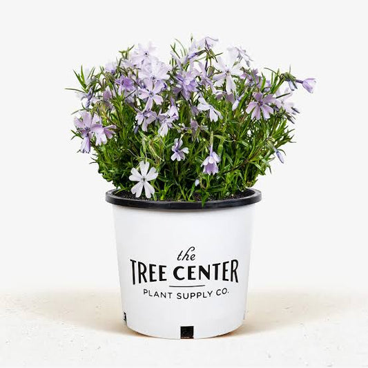 Blue Creeping Phlox 5 to 1 Gallon Installation/Plantings