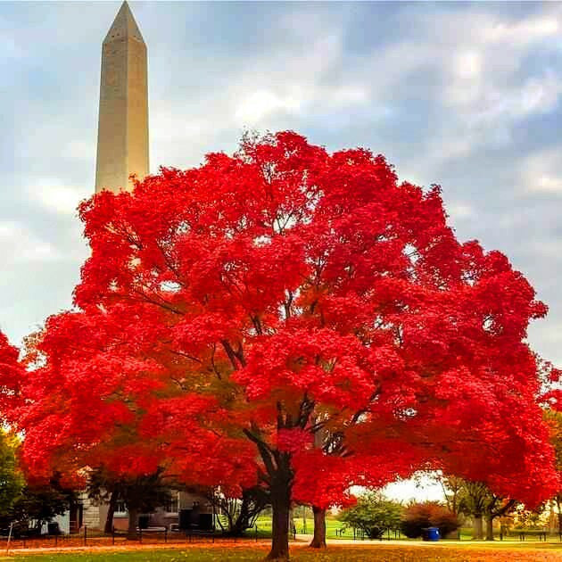 Glory Red Maple 2 inch Installation/Tree