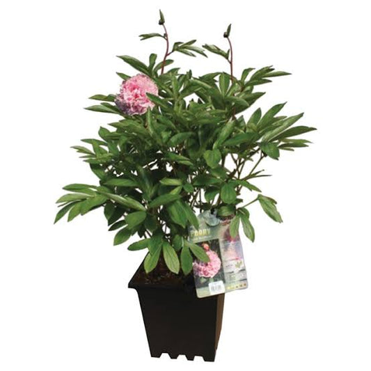 Peonies 3 Gallon  Installation/Plantings
