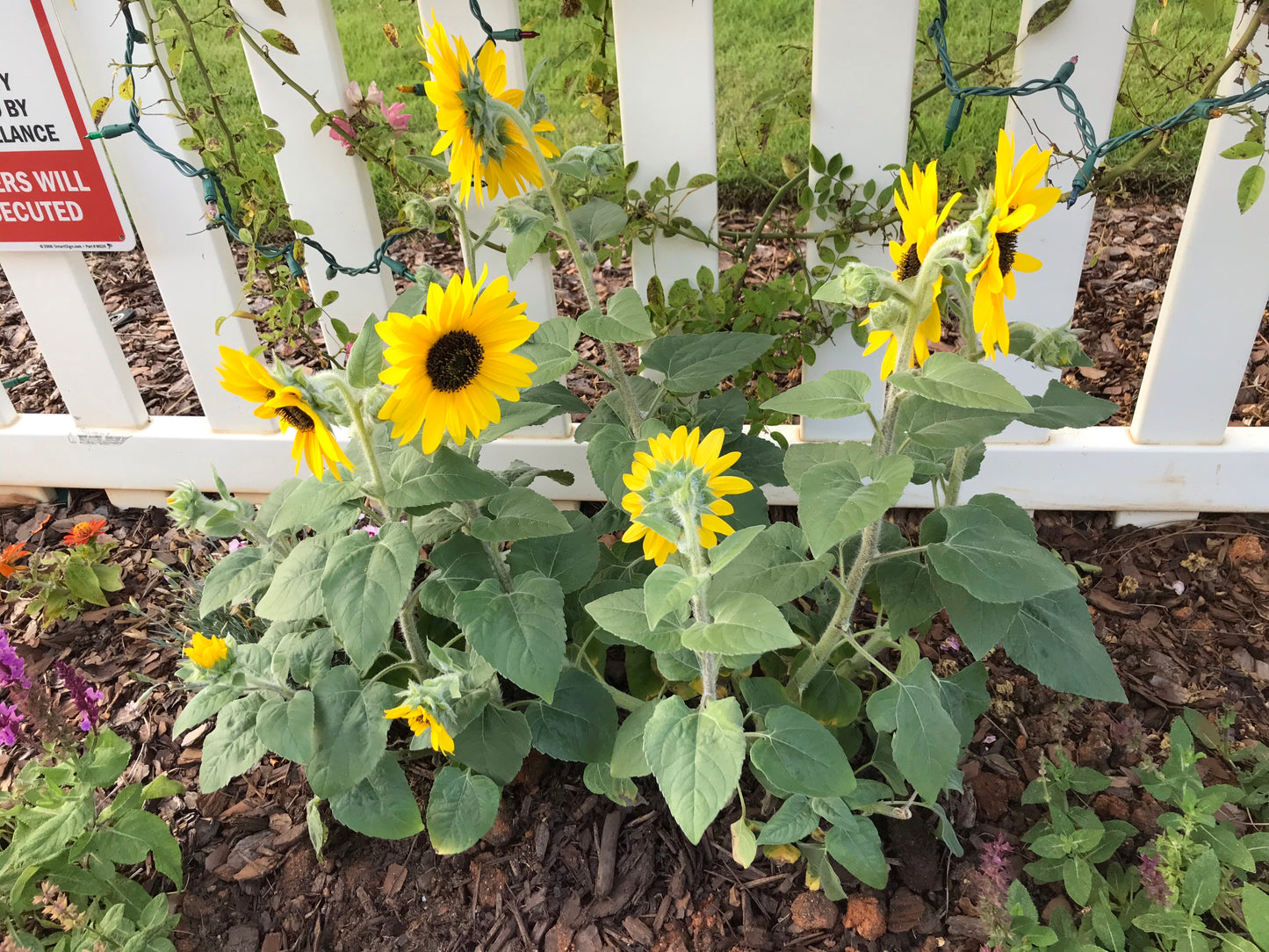 Black Susan Flower 1 to 3 Gallon Installation/Plantings