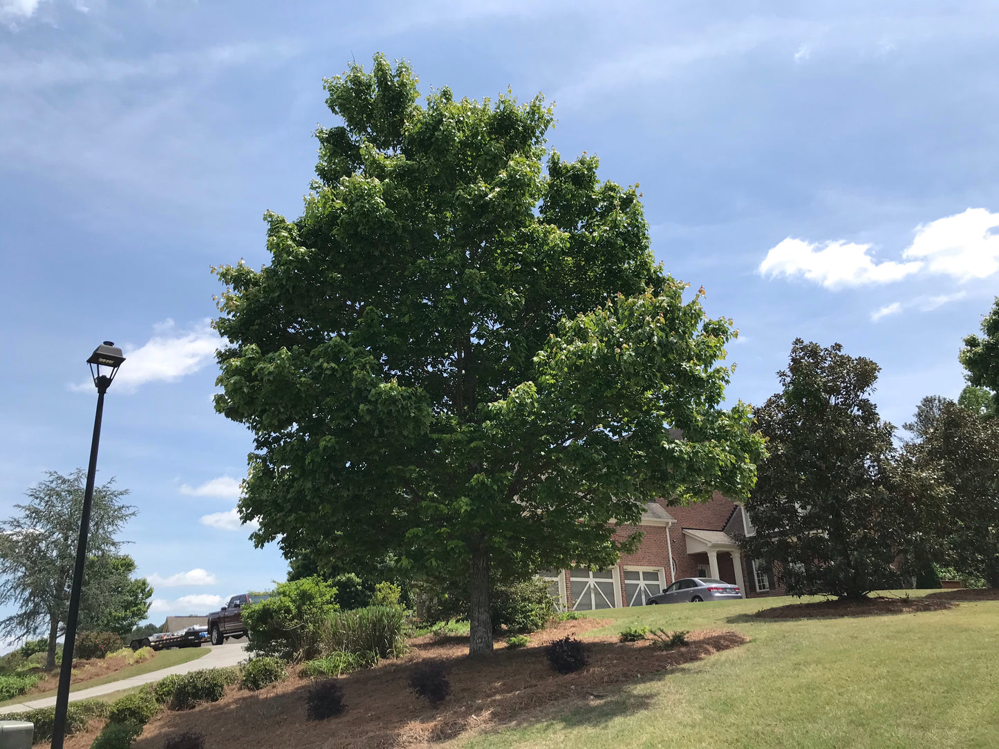 Glory Red Maple 2 inch Installation/Tree