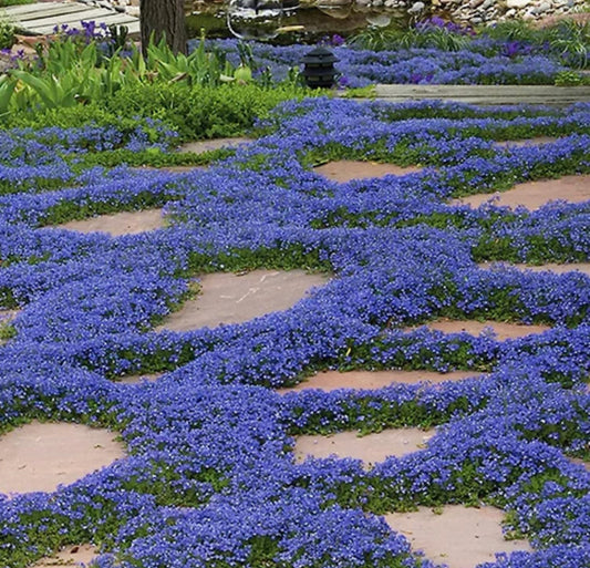 Cup Mazus BLUE by Flats Installation