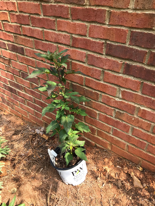 Rose Mallow or French Vanilla 1 to 3 Gallon Installation/Plantings