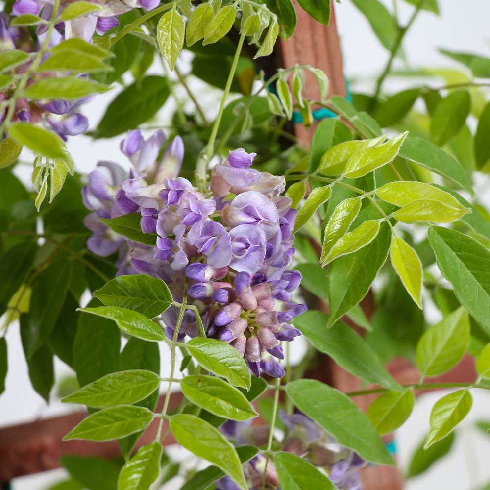 Amethyst Falls Wisteria Vine 3 Gallon Installation/Plantings