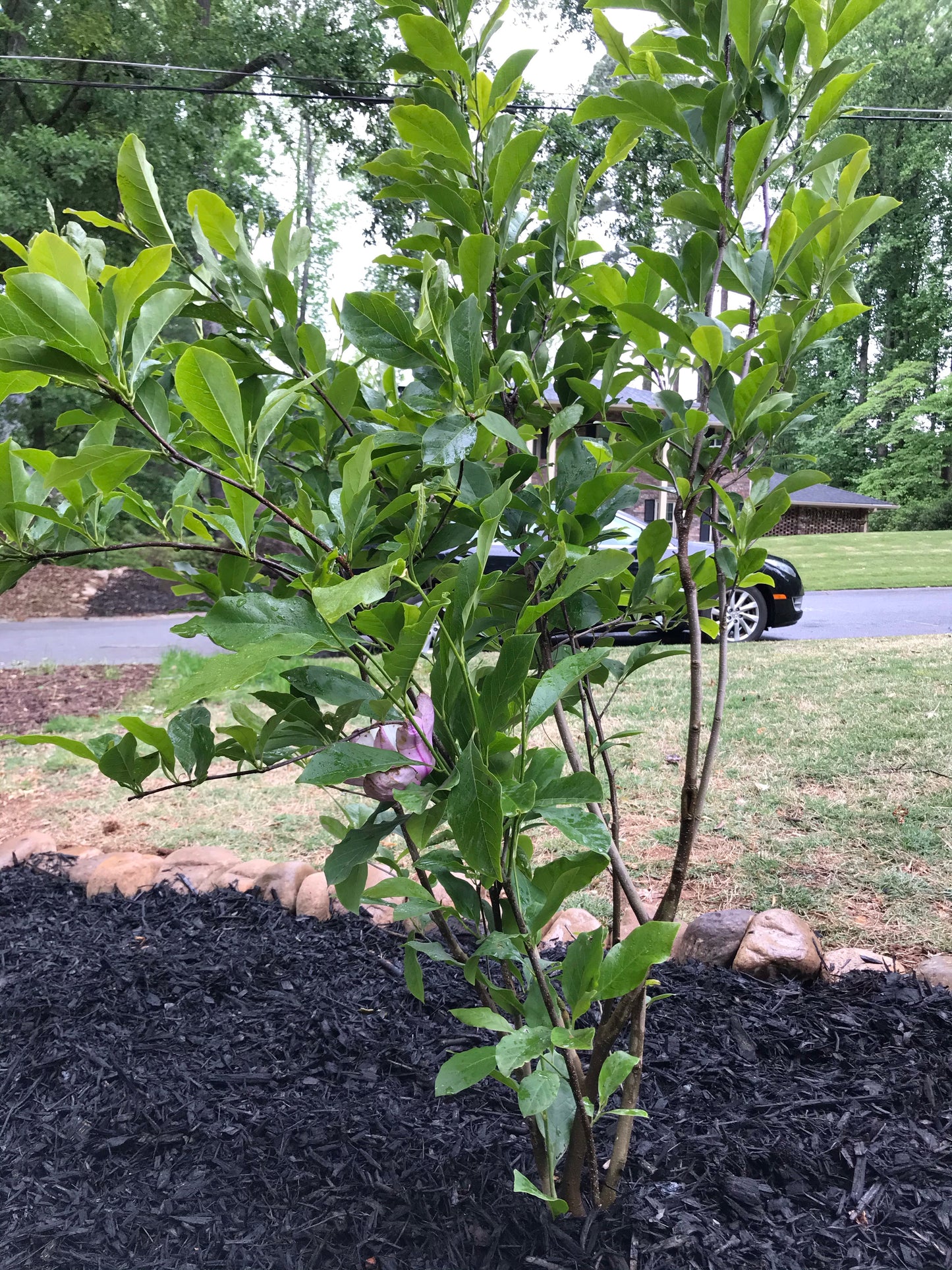 Ann Japanese Magnolia 7 Gallon  Installation/Tree