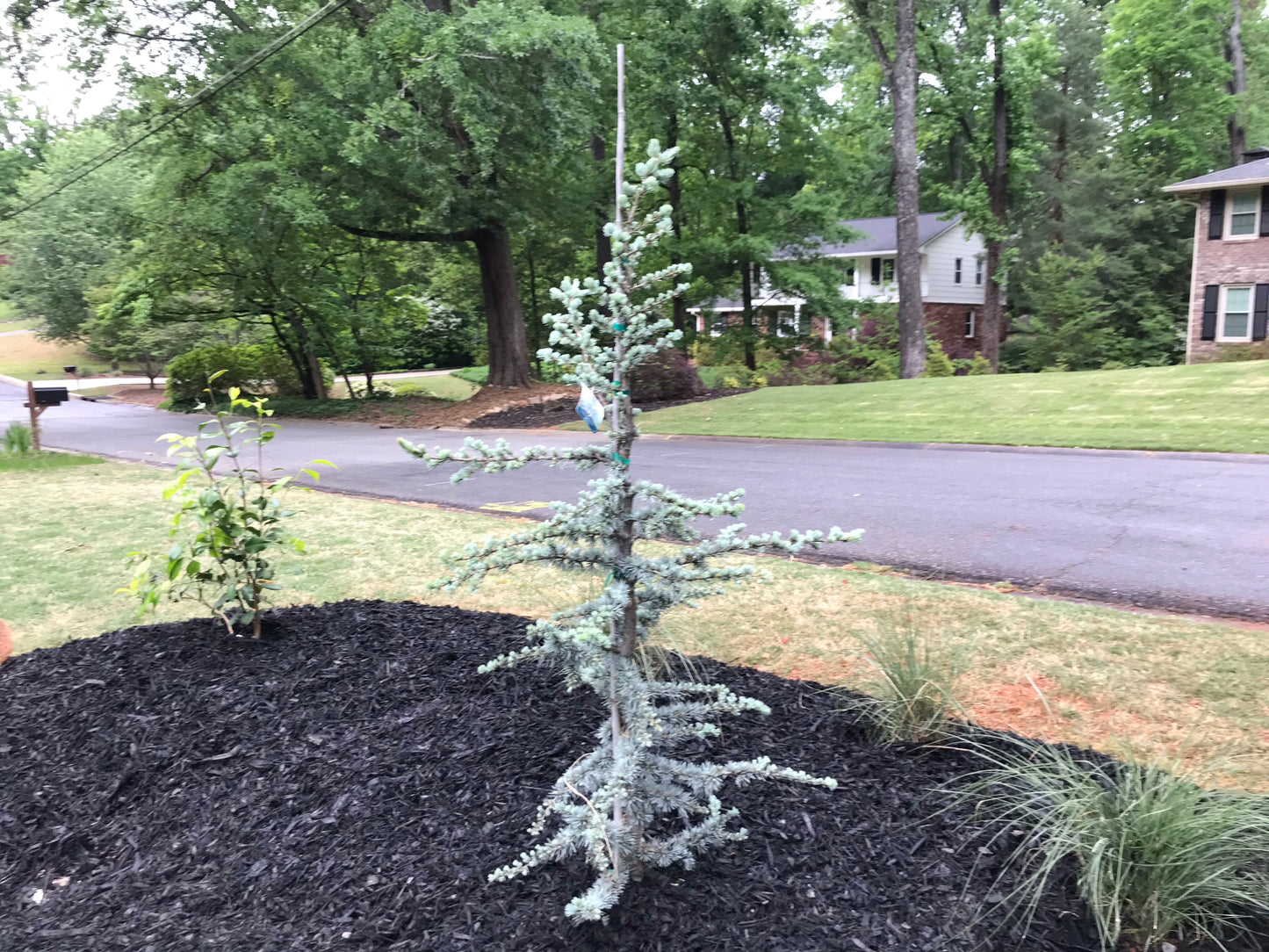 BLUE Atlas Cedar 3 Gallon  Installation/Tree