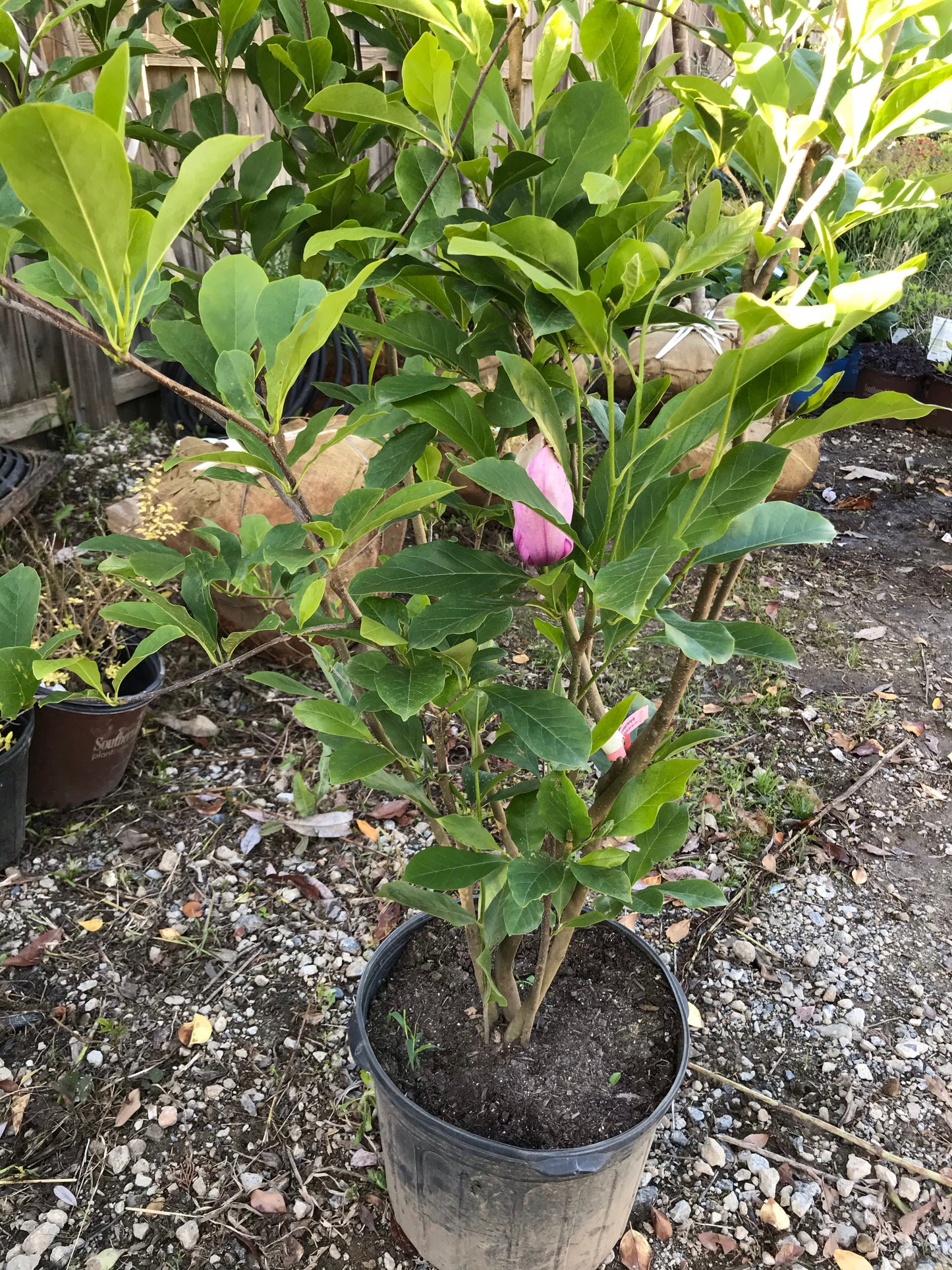 Ann Japanese Magnolia 7 Gallon  Installation/Tree