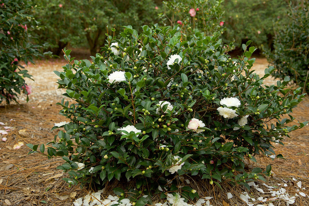 3Gal Shi Shi Gashira Sasanqua (Pink) Installation/Plantings