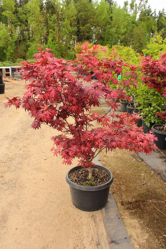 Acer Palmatum BloodGood Japanese Maple 7 Gallon  Installation/Tree