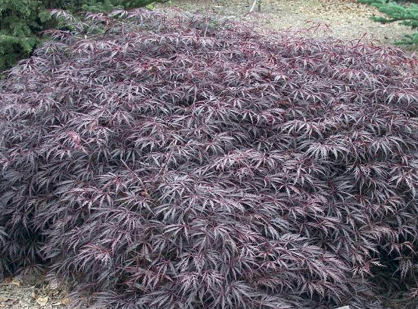 Tamukeyama Laceleaf  Japanese Maple 5 Gallon Installation/Tree