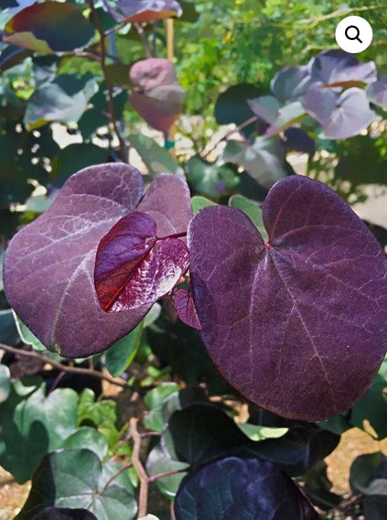 Merlot RedBud 15 Gallon  Installation/Tree