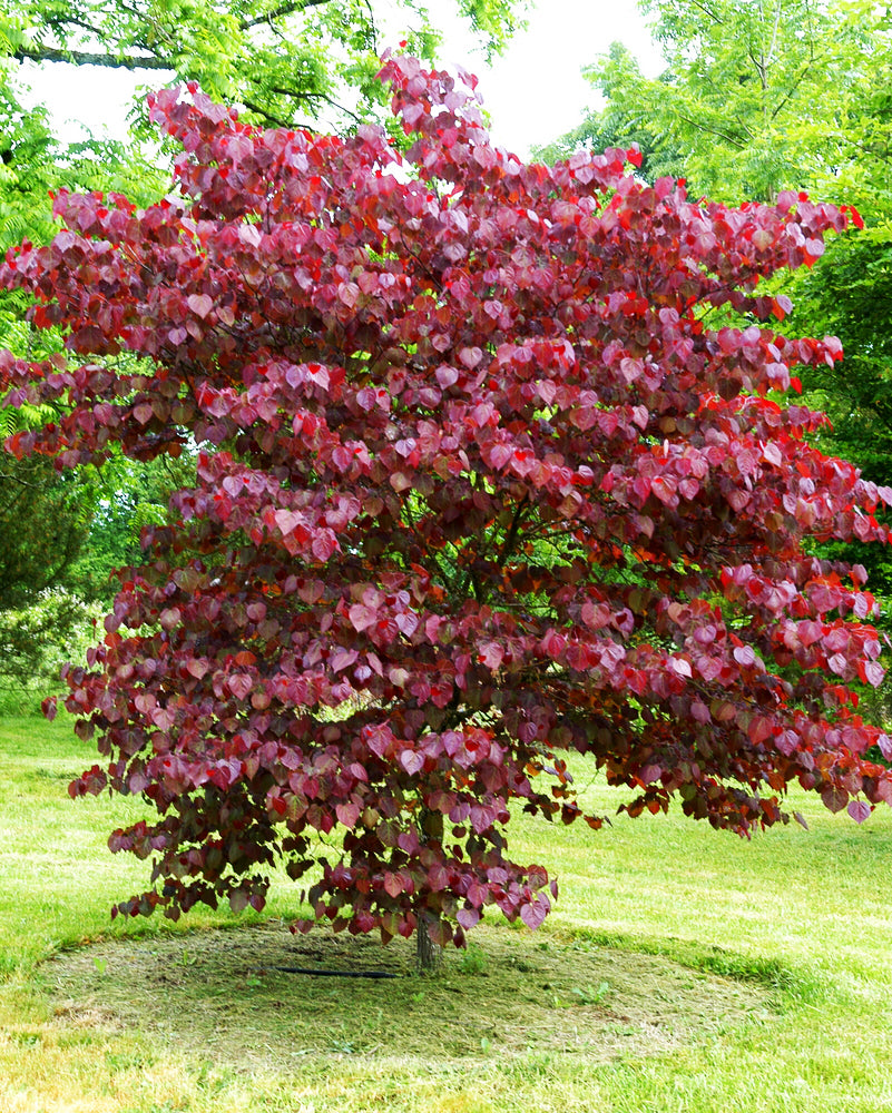 Merlot RedBud 15 Gallon  Installation/Tree