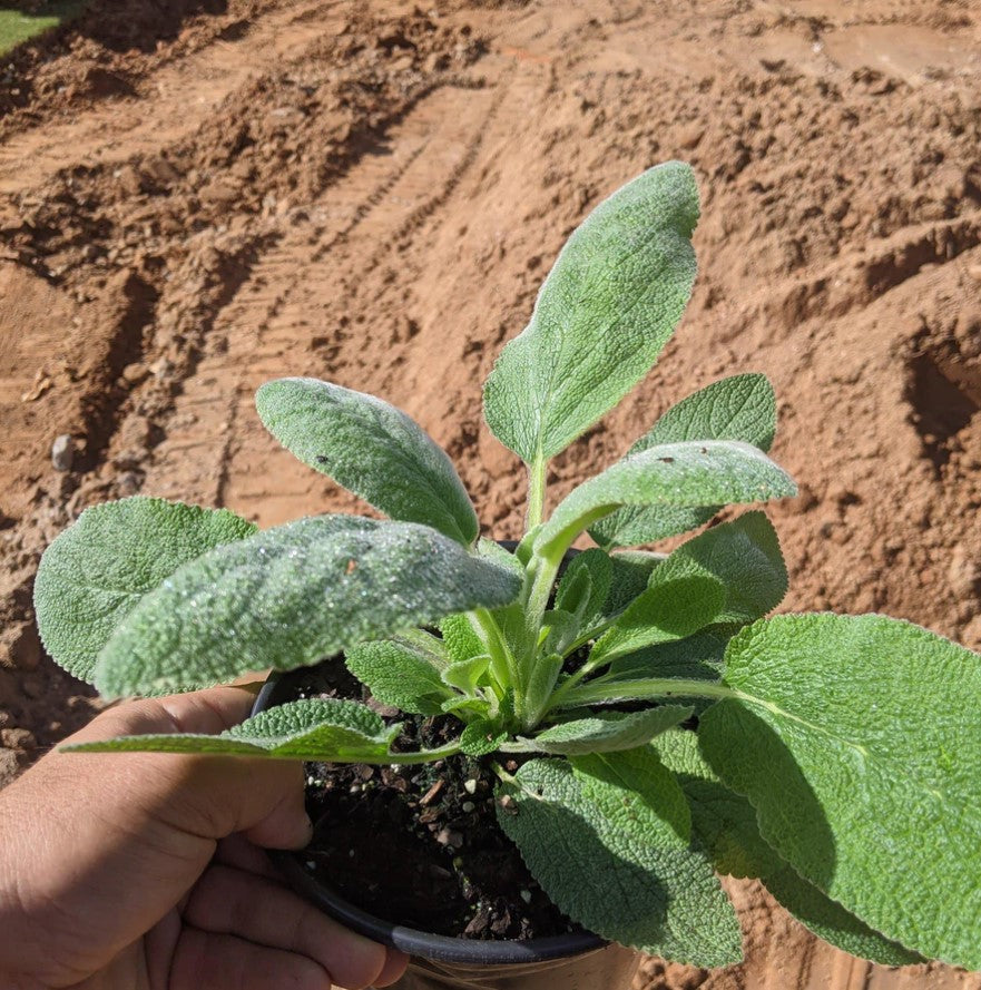 Stachys byzantina Helene von Stein 1 Gallon Installation/Plantings