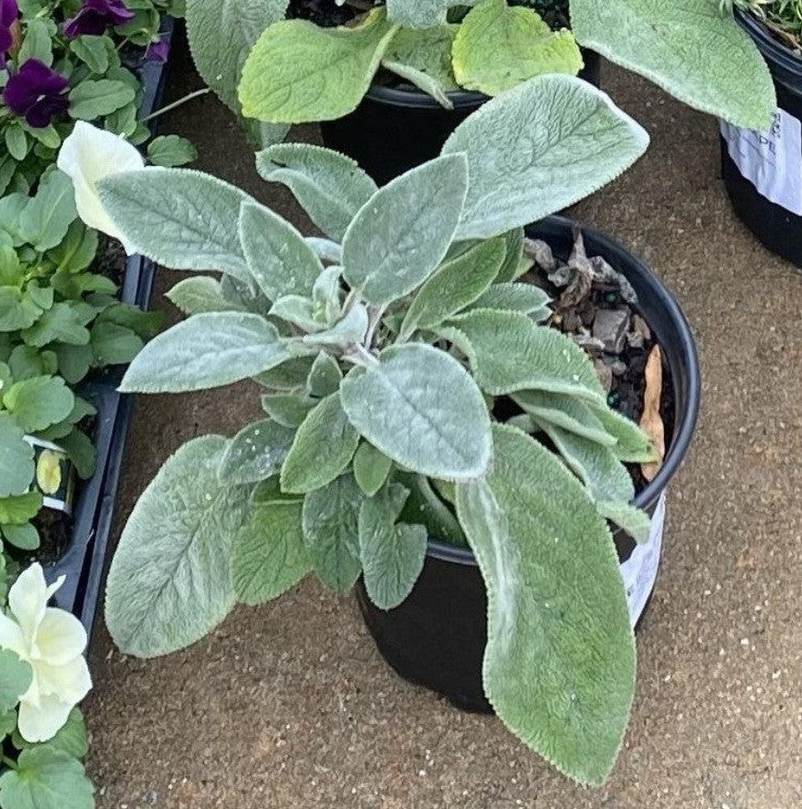 Stachys byzantina Helene von Stein 1 Gallon Installation/Plantings