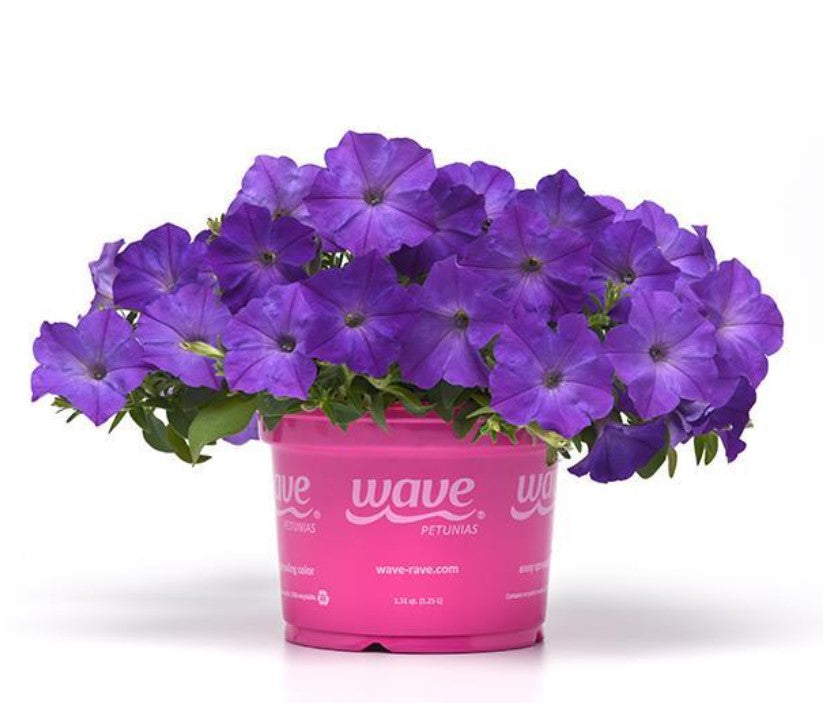 Easy Wave Blue 1G Installation/Plantings