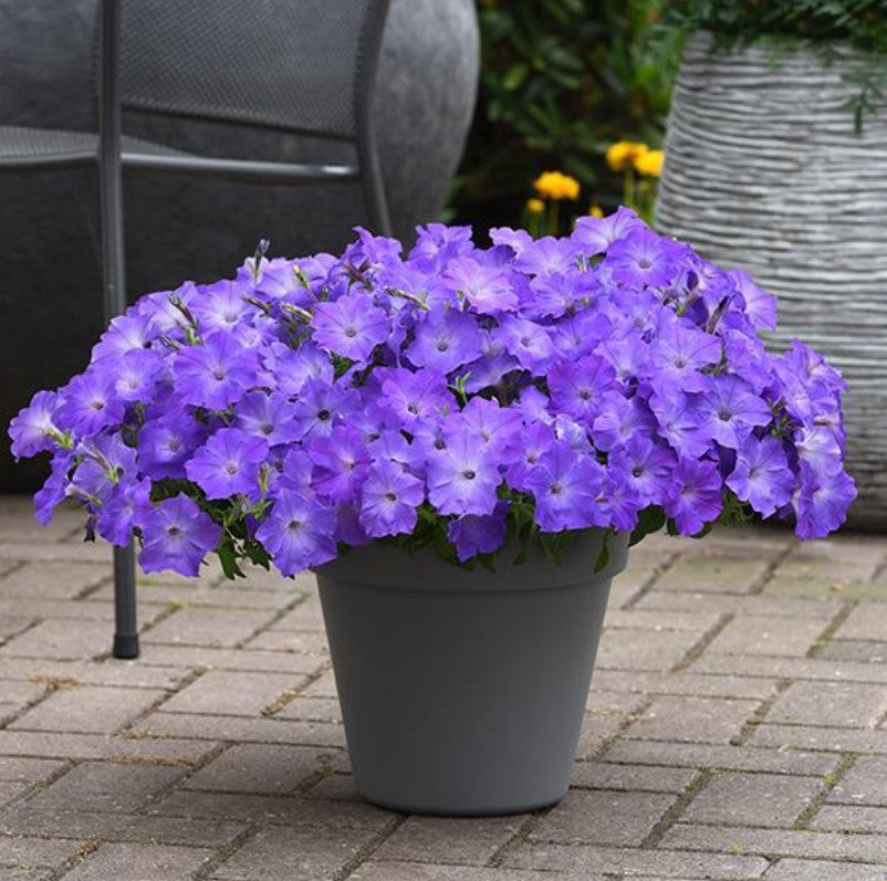 Easy Wave Blue 1G Installation/Plantings