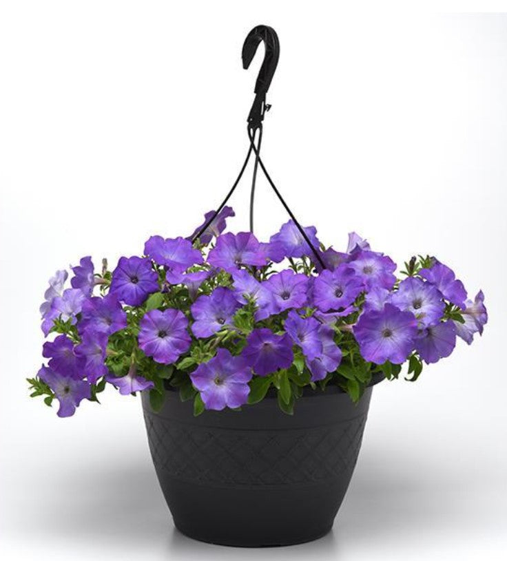 Easy Wave Blue 1G Installation/Plantings
