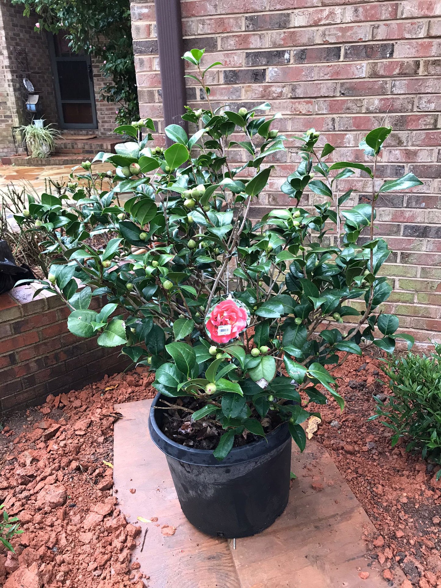 KRAMERS SUPREME CAMELLIA JAPANESE 15 Gallon Installation/Plantings
