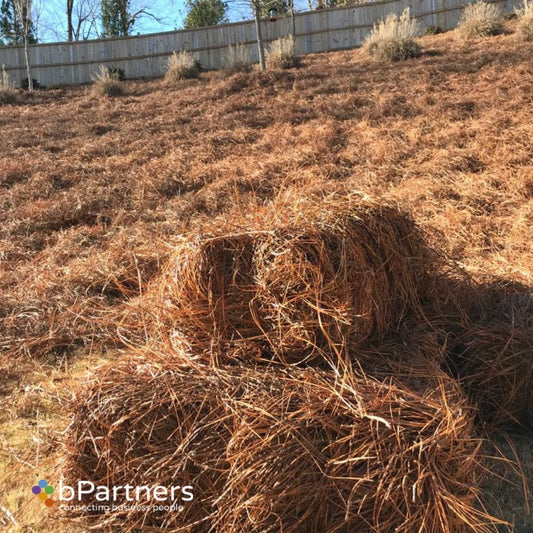 Long Needle Pinestraw Installation