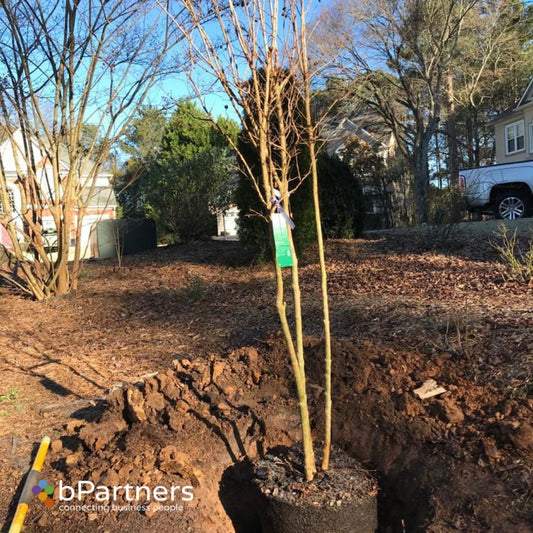 Tonto Crape Myrtle 15 Gallon Installation /Tree