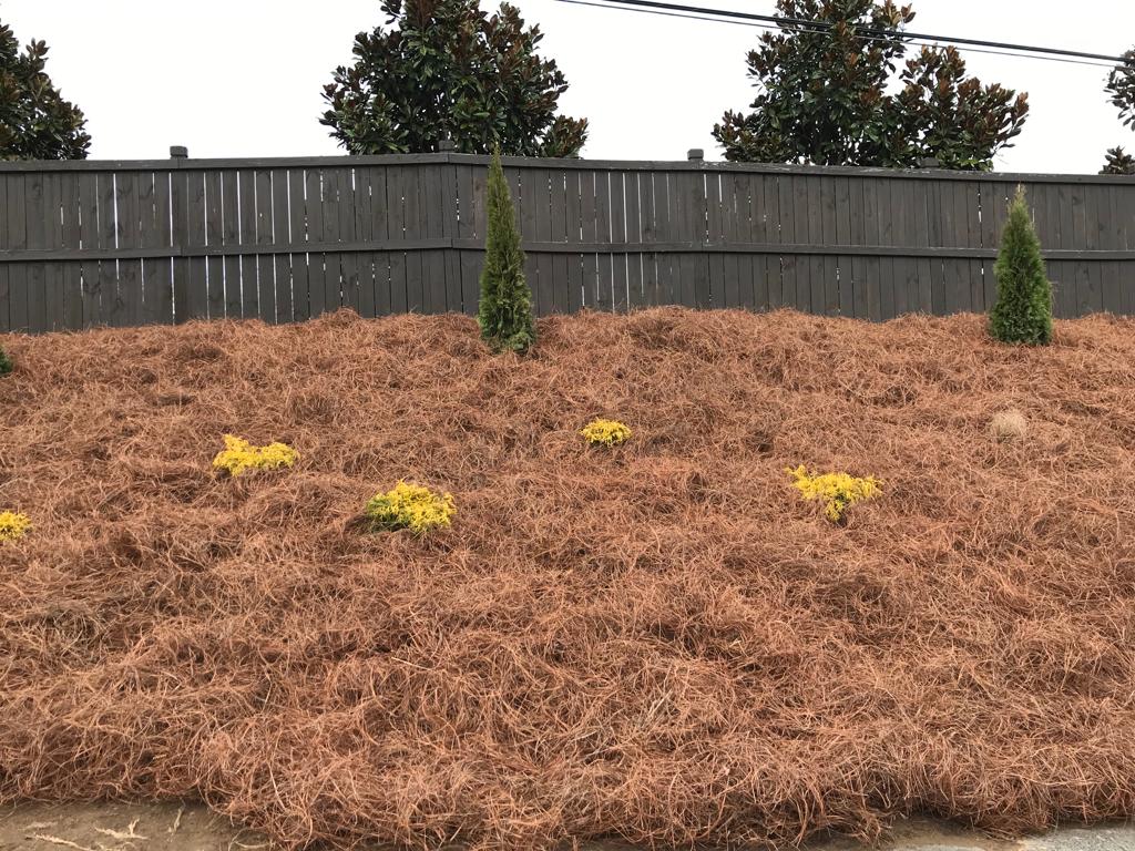 5Gal Emerald Green Arborvitae Installation/Plantings