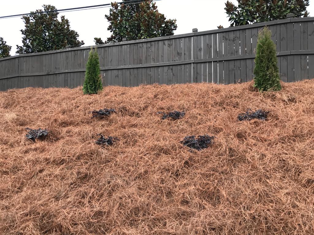 3Gal Weeping Loropetalum  Installation/Plantings