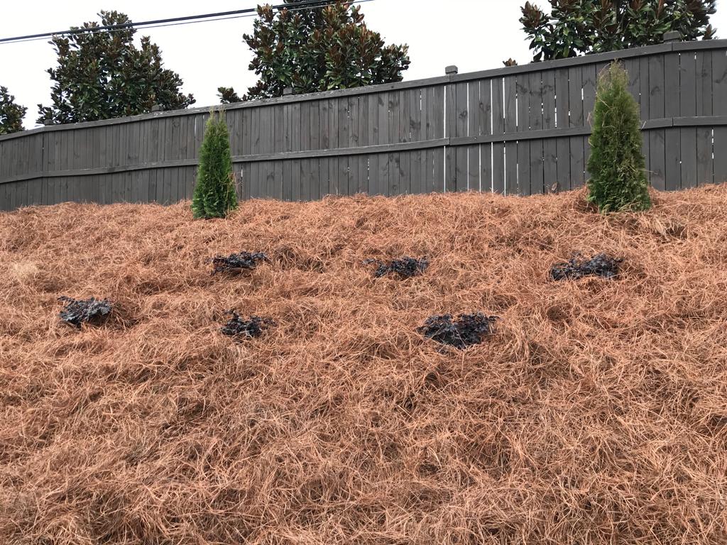 5Gal Emerald Green Arborvitae Installation/Plantings