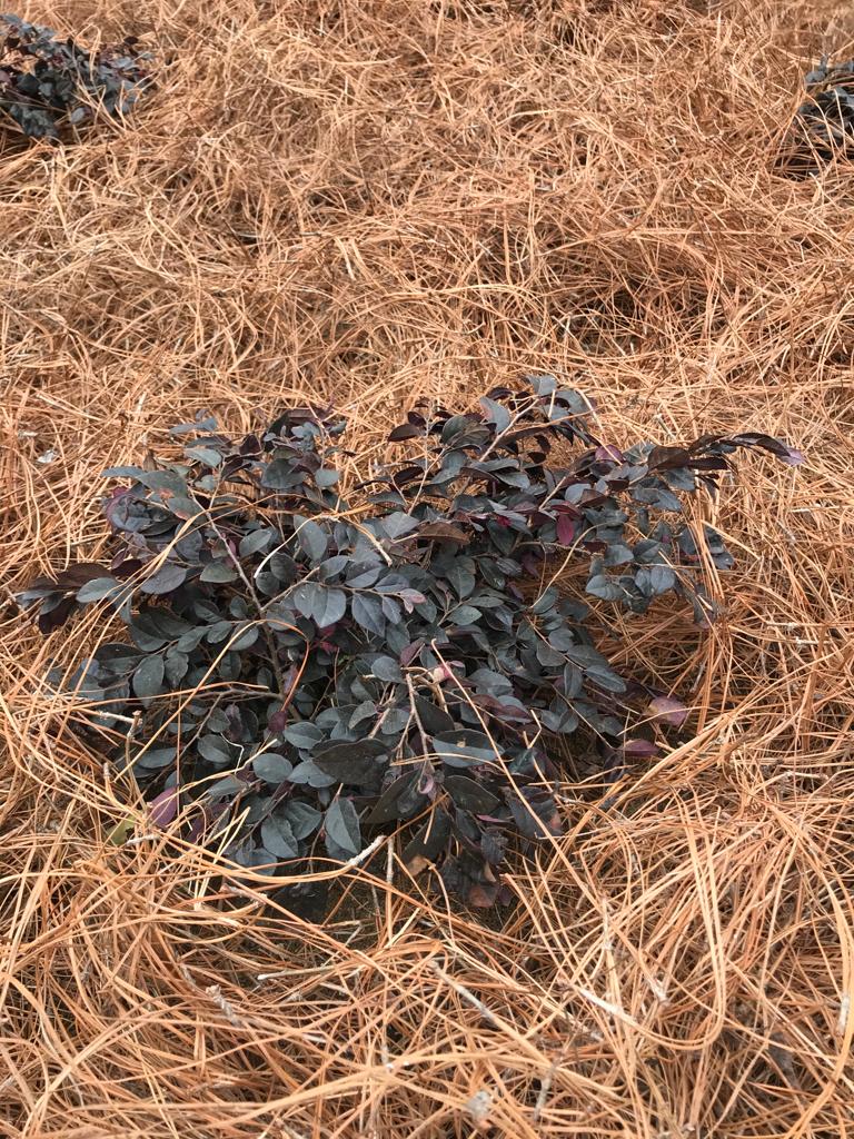 3Gal Weeping Loropetalum  Installation/Plantings